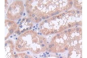 IHC-P analysis of Human Kidney Tissue, with DAB staining. (SHP1 anticorps  (AA 244-515))
