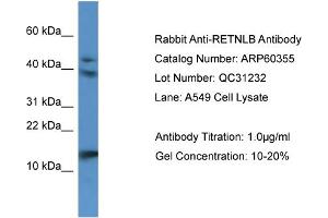 Western Blotting (WB) image for anti-Resistin Like beta (RETNLB) (N-Term) antibody (ABIN2788419) (RETNLB anticorps  (N-Term))