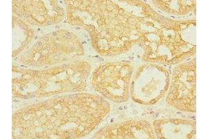 Immunohistochemistry of paraffin-embedded human kidney tissue using ABIN7143004 at dilution of 1:100 (ASIC3 anticorps  (AA 62-320))