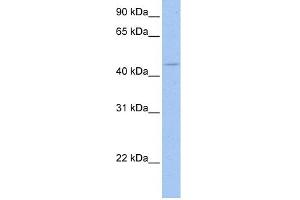 WB Suggested Anti-SOX8 Antibody Titration:  0.