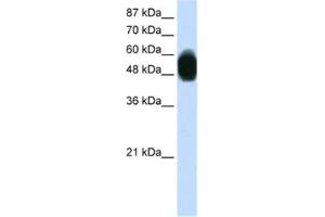 Western Blotting (WB) image for anti-Zinc Finger Protein 296 (ZNF296) antibody (ABIN2460250) (Zinc Finger Protein 296 (ZNF296) anticorps)