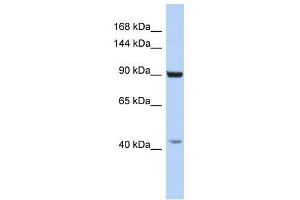 GRIP1 antibody used at 2. (GRIP1 anticorps  (C-Term))