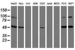 Image no. 3 for anti-Integrin alpha FG-GAP Repeat Containing 2 (ITFG2) antibody (ABIN1498914) (ITFG2 anticorps)