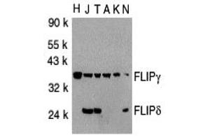 Western Blotting (WB) image for anti-CASP8 and FADD-Like Apoptosis Regulator (CFLAR) (C-Term) antibody (ABIN1030399) (FLIP anticorps  (C-Term))