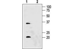 Western blot analysis of rat kidney membranes: - 1. (AQP6 anticorps  (C-Term, Intracellular))