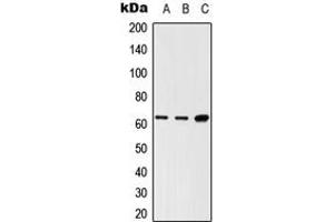 Western blot analysis of LNK expression in HEK293T (A), Raw264. (SH2B3 anticorps  (Center))