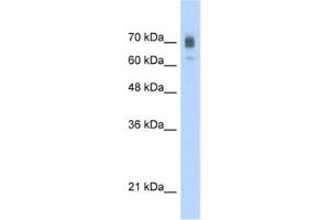 Western Blotting (WB) image for anti-Kinesin Family Member 22 (KIF22) antibody (ABIN2460841) (KIF22 anticorps)