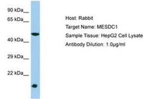 Image no. 1 for anti-Mesoderm Development Candidate 1 (MESDC1) (AA 21-70) antibody (ABIN6750213) (MESDC1 anticorps  (AA 21-70))