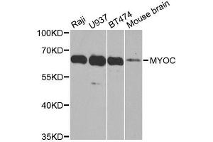 Western blot analysis of extracts of various cell lines, using MYOC antibody. (MYOC anticorps  (AA 245-504))