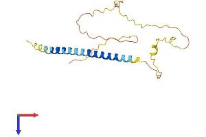 AlphaFold protein structure predicition of Human Recombinant BMF Protein, UniprotID Q96LC9