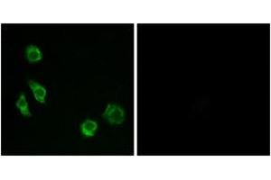 Immunofluorescence (IF) image for anti-G Protein-Coupled Receptor, Family C, Group 5, Member D (GPRC5D) (AA 271-320) antibody (ABIN2890864) (GPRC5D anticorps  (AA 271-320))