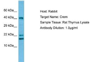 WB Suggested Anti-Crem Antibody   Titration: 1. (CREM anticorps  (C-Term))