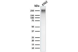 Western Blot Analysis of human K562 cell lysate using Spectrin alpha 1 Mouse Recombinant Monoclonal Antibody (rSPTA1/1832). (Recombinant SPTA1 anticorps  (AA 356-475))