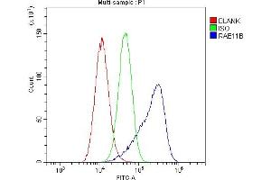 Flow Cytometry analysis of A549 cells using anti-RAB11B antibody (ABIN6719364). (RAB11B anticorps)