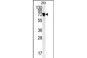 C4orf31 Antibody (N-term) (ABIN651996 and ABIN2840488) western blot analysis in 293 cell line lysates (35 μg/lane). (NDNF anticorps  (AA 80-109))