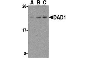 Western Blotting (WB) image for anti-Defender Against Cell Death 1 (DAD1) (C-Term) antibody (ABIN1030353) (DAD1 anticorps  (C-Term))