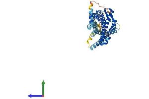 AlphaFold protein structure predicition of Human Recombinant CCR4 Protein, UniprotID P51679