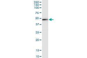 anti-Regulator of Chromosome Condensation 1 (RCC1) (AA 1-421) antibody