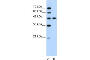 Western Blotting (WB) image for anti-HSPB (Heat Shock 27kDa) Associated Protein 1 (HSPBAP1) antibody (ABIN2461932) (HSPBAP1 anticorps)