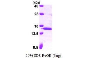 SDS-PAGE (SDS) image for Serum Amyloid A 4 (SAA4) (AA 21-130) protein (His tag) (ABIN7279232)