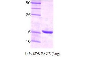 SDS-PAGE (SDS) image for Ubiquitin-Conjugating Enzyme E2I (UBE2I) protein (ABIN666677) (UBE2I Protéine)