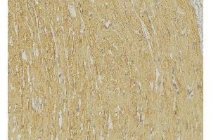 ABIN6274419 at 1/100 staining Mouse muscle tissue by IHC-P. (TRIM59 anticorps  (Internal Region))