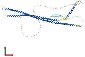 AlphaFold protein structure predicition of Human Recombinant KRT12 Protein, UniprotID Q99456