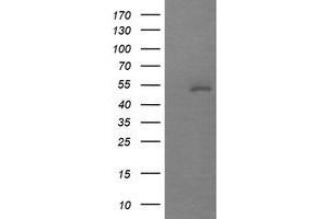 Image no. 1 for anti-Mdm4-binding Protein (MDM4) antibody (ABIN1499353) (MDM4-binding Protein anticorps)