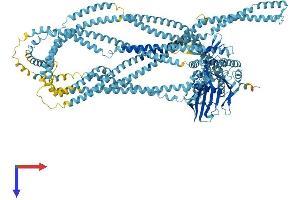 AlphaFold protein structure predicition of Human Recombinant RAD50 Protein, UniprotID Q92878