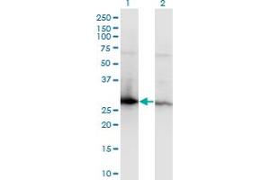 Western Blot analysis of YWHAZ expression in transfected 293T cell line by YWHAZ monoclonal antibody (M04), clone 1B3. (14-3-3 zeta anticorps  (AA 51-150))