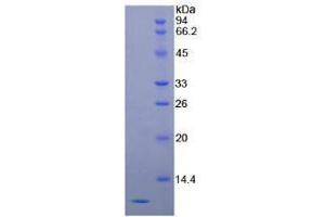 SDS-PAGE analysis of Human SCCA2 Protein. (SERPINB4 Protéine)