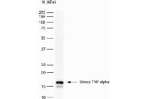 Western Blotting (WB) image for anti-Tumor Necrosis Factor alpha (TNF alpha) antibody (ABIN2476869) (TNF alpha anticorps)
