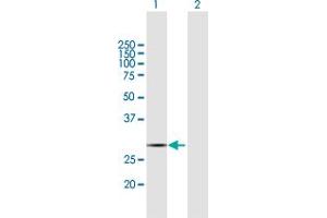 Western Blot analysis of COX11 expression in transfected 293T cell line by COX11 MaxPab polyclonal antibody. (COX11 anticorps  (AA 1-276))