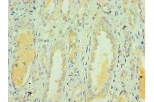 Immunohistochemistry of paraffin-embedded human kidney tissue using ABIN7171841 at dilution of 1:100 (CLEC3B anticorps  (AA 22-202))