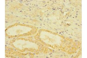 Immunohistochemistry of paraffin-embedded human kidney tissue using ABIN7172811 at dilution of 1:100 (TGFBR3 anticorps  (AA 140-340))