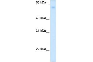 WB Suggested Anti-SLC2A2 Antibody Titration:  0. (SLC2A2 anticorps  (N-Term))