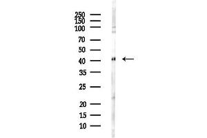 anti-Glutamine Synthetase (GLN1) (C-Term) antibody