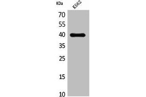 Western Blot analysis of K562 cells using CXCR-3 Polyclonal Antibody (CXCR3 anticorps  (Internal Region))