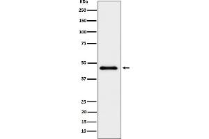 Western blot analysis of ELP4 expression in HeLa cell lysate.