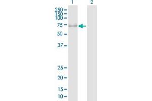 Western Blot analysis of PRKAG3 expression in transfected 293T cell line by PRKAG3 MaxPab polyclonal antibody.