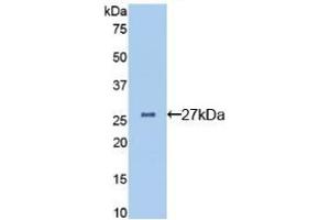 Western blot analysis of recombinant Mouse CLU. (Clusterin anticorps  (AA 227-447))