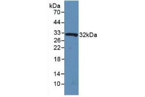 Figure. (IL4I1 anticorps  (AA 1-245))
