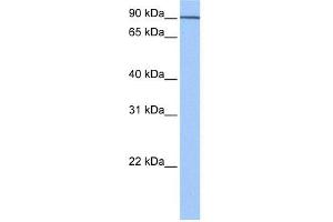 WB Suggested Anti-AP1G1 Antibody Titration: 0.