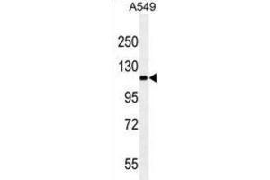 Western Blotting (WB) image for anti-Ret Proto-Oncogene (RET) antibody (ABIN2923776) (Ret Proto-Oncogene anticorps)