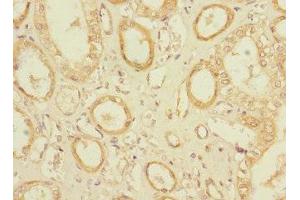 Immunohistochemistry of paraffin-embedded human kidney tissue using ABIN7162147 at dilution of 1:100 (OLFML2A anticorps  (AA 1-300))