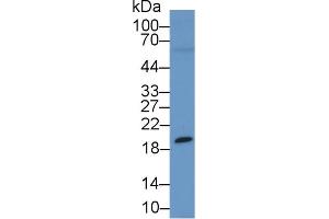 Western Blot; Sample: Rat Testis lysate; Primary Ab: 1µg/ml Rabbit Anti-Human HEXa Antibody Second Ab: 0.