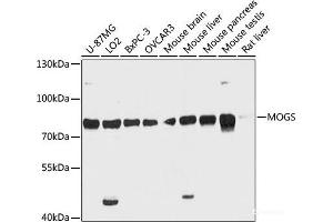Western blot analysis of extracts of various cell lines using MOGS Polyclonal Antibody at dilution of 1:3000. (GCS1 anticorps)