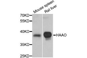 Western blot analysis of extracts of various cell lines, using HAAO antibody (ABIN1872933) at 1:3000 dilution.