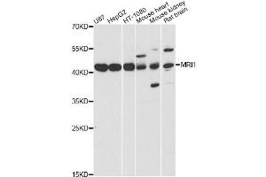 Western blot analysis of extracts of various cell lines, using MRI1 antibody (ABIN6293287) at 1:3000 dilution. (MRI1 anticorps)