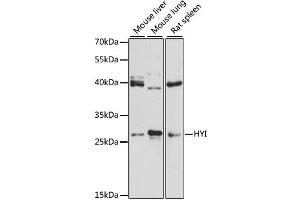 Western blot analysis of extracts of various cell lines, using HYI antibody (ABIN6294051) at 1:3000 dilution. (HYI anticorps)